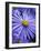 Blue Aster-Clive Nichols-Framed Photographic Print