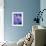 Blue Aster-Clive Nichols-Framed Photographic Print displayed on a wall