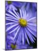 Blue Aster-Clive Nichols-Mounted Photographic Print