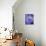 Blue Aster-Clive Nichols-Mounted Photographic Print displayed on a wall