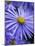 Blue Aster-Clive Nichols-Mounted Photographic Print