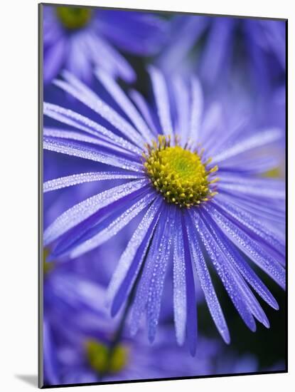 Blue Aster-Clive Nichols-Mounted Photographic Print