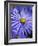 Blue Aster-Clive Nichols-Framed Photographic Print