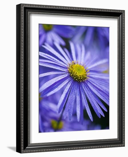 Blue Aster-Clive Nichols-Framed Photographic Print