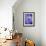 Blue Aster-Clive Nichols-Framed Photographic Print displayed on a wall