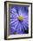 Blue Aster-Clive Nichols-Framed Photographic Print