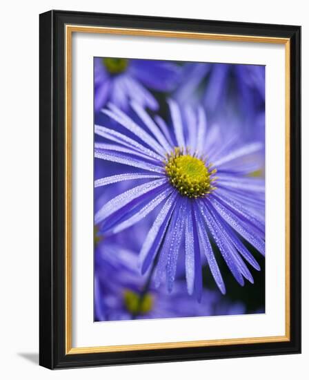 Blue Aster-Clive Nichols-Framed Photographic Print