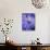 Blue Aster-Clive Nichols-Photographic Print displayed on a wall