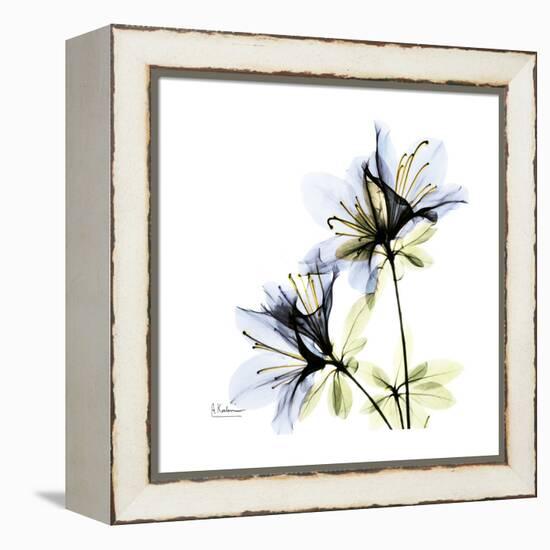 Blue Azalea-Albert Koetsier-Framed Stretched Canvas