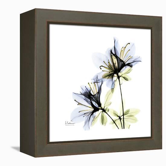 Blue Azalea-Albert Koetsier-Framed Stretched Canvas