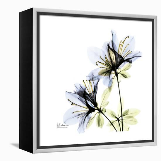 Blue Azalea-Albert Koetsier-Framed Stretched Canvas