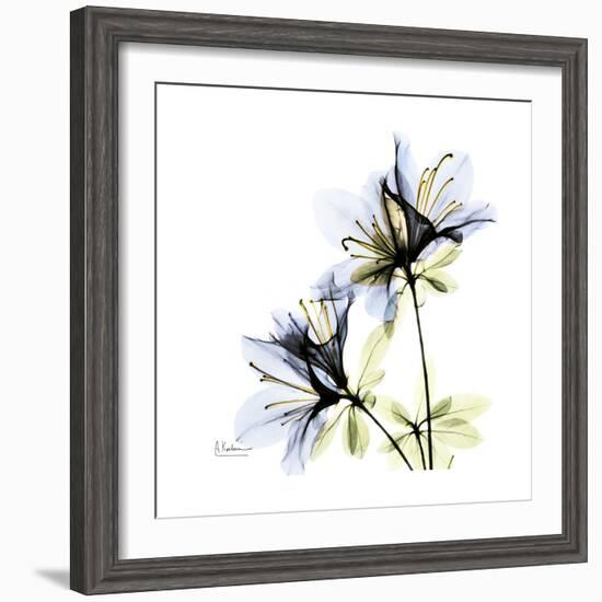 Blue Azalea-Albert Koetsier-Framed Premium Giclee Print