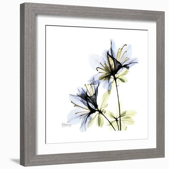 Blue Azalea-Albert Koetsier-Framed Premium Giclee Print