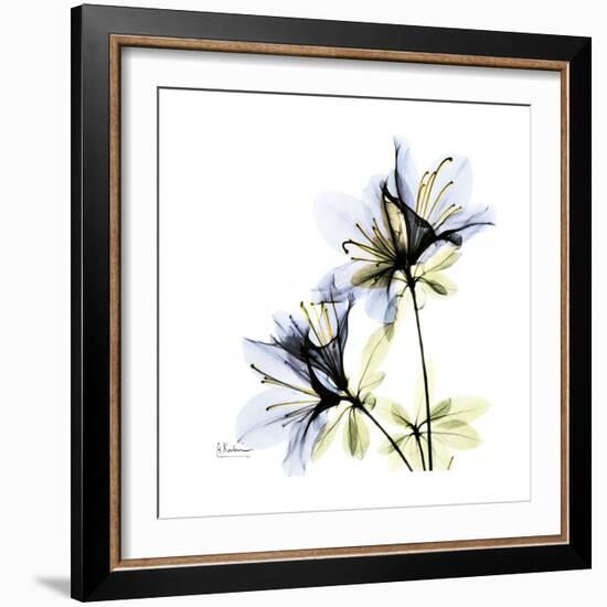 Blue Azalea-Albert Koetsier-Framed Premium Giclee Print