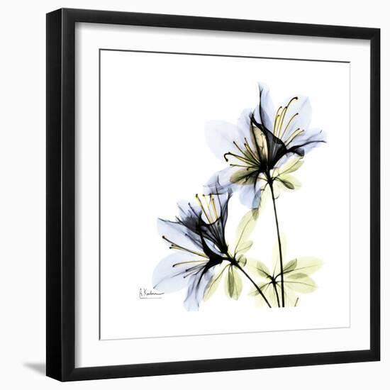 Blue Azalea-Albert Koetsier-Framed Premium Giclee Print