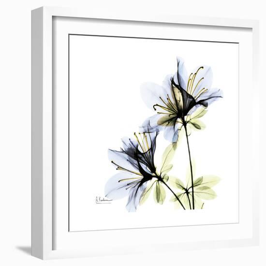 Blue Azalea-Albert Koetsier-Framed Premium Giclee Print