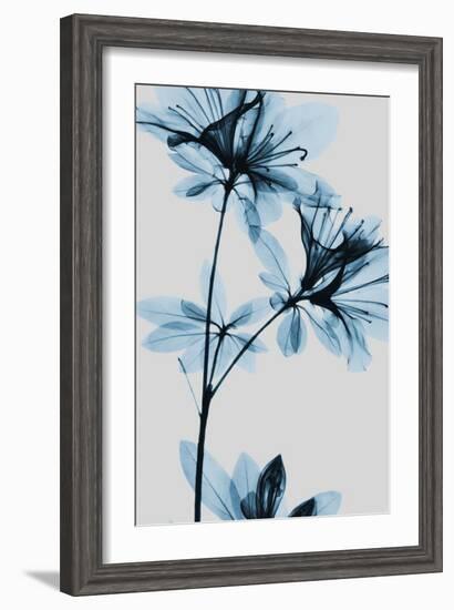 Blue Azalea-Albert Koetsier-Framed Art Print