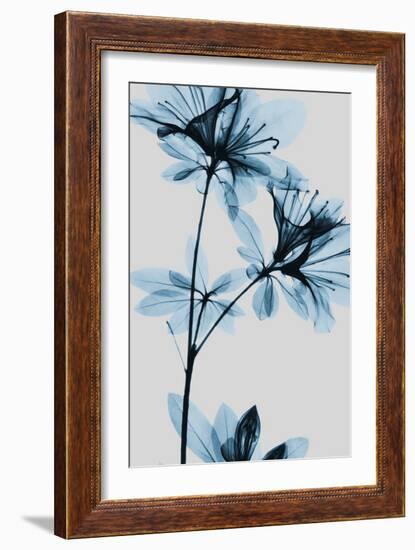 Blue Azalea-Albert Koetsier-Framed Art Print