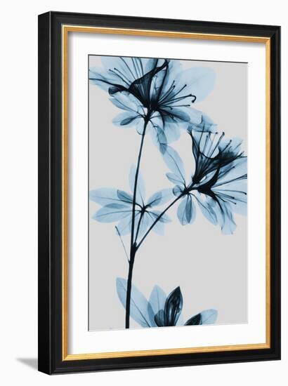 Blue Azalea-Albert Koetsier-Framed Art Print