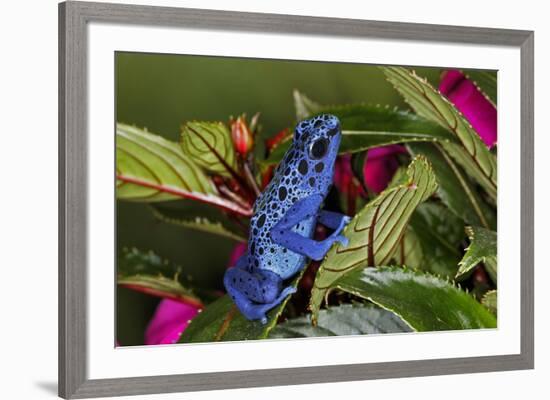 Blue Azureus Poison Dart frog, native to Suriname and Brazil-Adam Jones-Framed Photographic Print