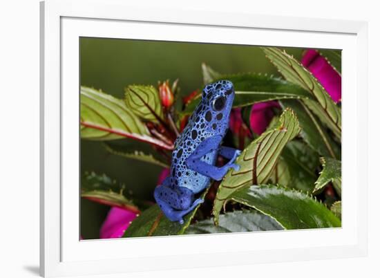 Blue Azureus Poison Dart frog, native to Suriname and Brazil-Adam Jones-Framed Photographic Print