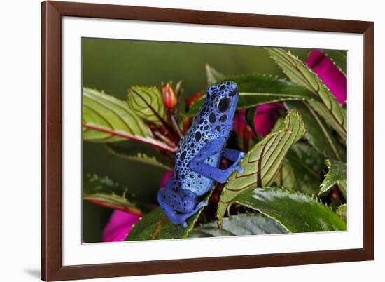 Blue Azureus Poison Dart frog, native to Suriname and Brazil-Adam Jones-Framed Photographic Print