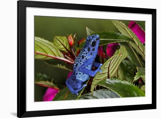 Blue Azureus Poison Dart frog, native to Suriname and Brazil-Adam Jones-Framed Photographic Print