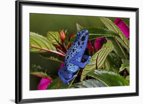 Blue Azureus Poison Dart frog, native to Suriname and Brazil-Adam Jones-Framed Photographic Print