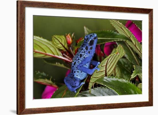 Blue Azureus Poison Dart frog, native to Suriname and Brazil-Adam Jones-Framed Photographic Print