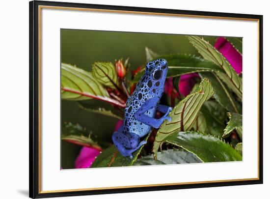 Blue Azureus Poison Dart frog, native to Suriname and Brazil-Adam Jones-Framed Photographic Print