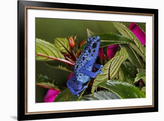 Blue Azureus Poison Dart frog, native to Suriname and Brazil-Adam Jones-Framed Photographic Print