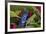 Blue Azureus Poison Dart frog, native to Suriname and Brazil-Adam Jones-Framed Photographic Print