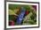 Blue Azureus Poison Dart frog, native to Suriname and Brazil-Adam Jones-Framed Photographic Print