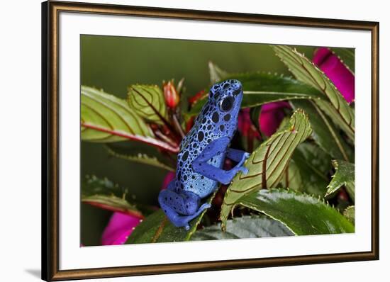 Blue Azureus Poison Dart frog, native to Suriname and Brazil-Adam Jones-Framed Photographic Print