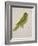 Blue-Backed Parrot-J. Briois-Framed Giclee Print