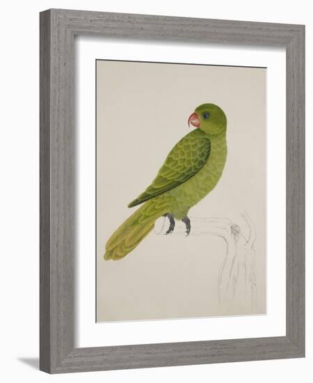 Blue-Backed Parrot-J. Briois-Framed Giclee Print