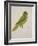 Blue-Backed Parrot-J. Briois-Framed Giclee Print