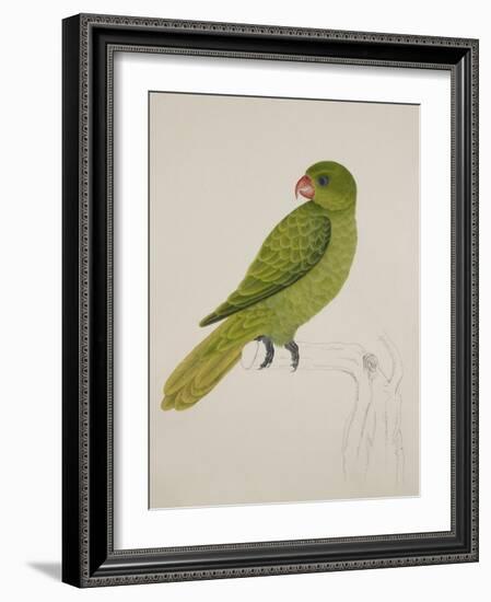 Blue-Backed Parrot-J. Briois-Framed Giclee Print