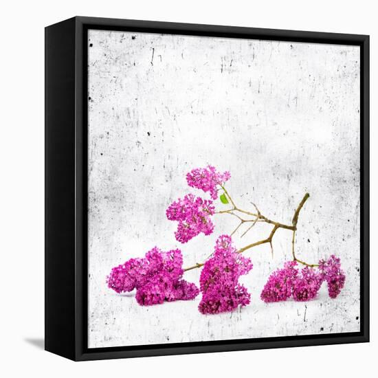 Blue Background with Lilac Flowers-Elena Larina-Framed Stretched Canvas
