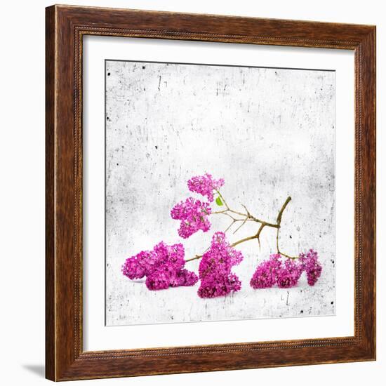 Blue Background with Lilac Flowers-Elena Larina-Framed Art Print