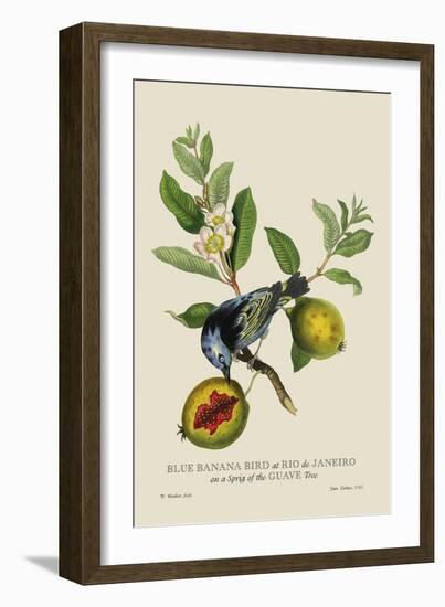 Blue Banana Bird at Rio de Janeiro-J. Forbes-Framed Art Print