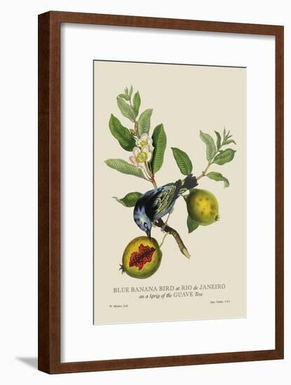 Blue Banana Bird at Rio de Janeiro-J. Forbes-Framed Art Print