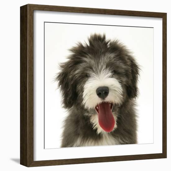 Blue Bearded Collie Pup, Misty, 3 Months, Panting-Mark Taylor-Framed Photographic Print