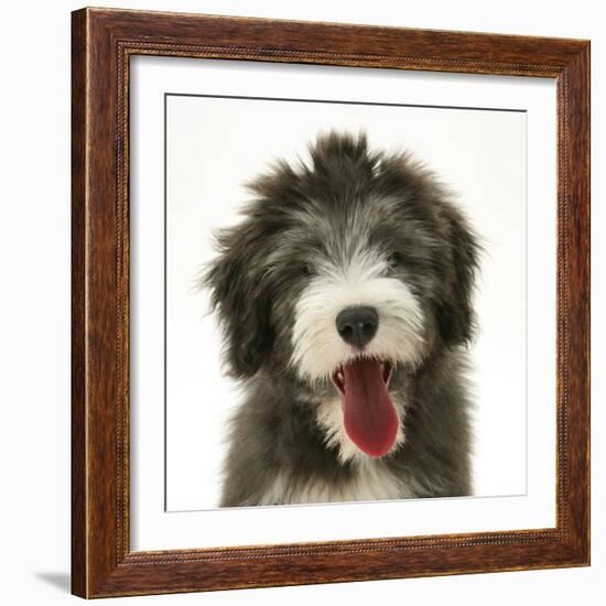 Blue Bearded Collie Pup, Misty, 3 Months, Panting-Mark Taylor-Framed Photographic Print