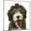 Blue Bearded Collie Pup, Misty, 3 Months, Panting-Mark Taylor-Mounted Photographic Print