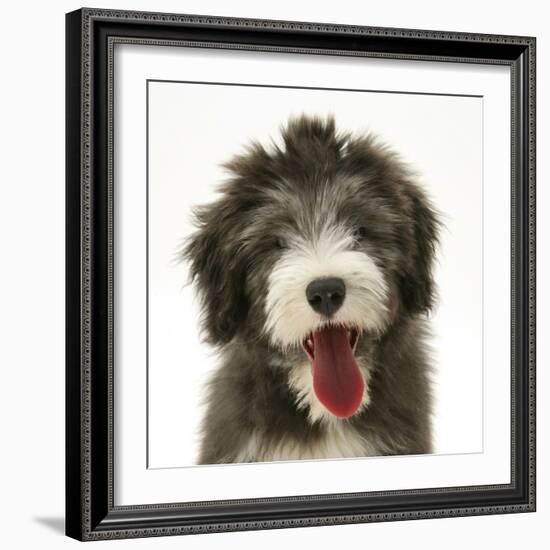 Blue Bearded Collie Pup, Misty, 3 Months, Panting-Mark Taylor-Framed Photographic Print