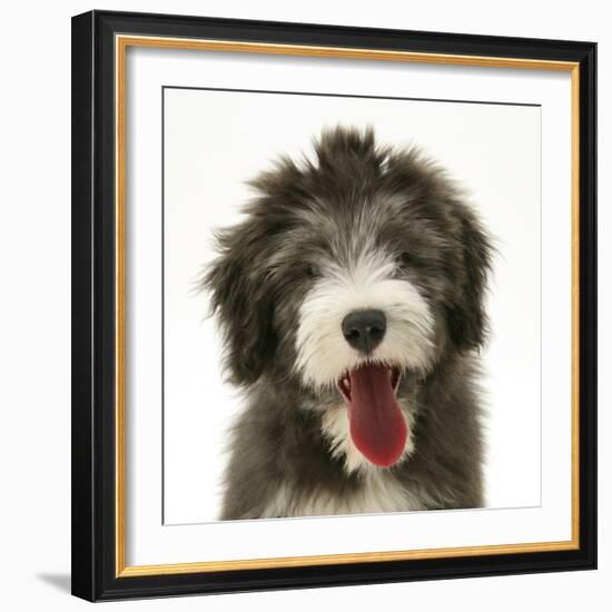 Blue Bearded Collie Pup, Misty, 3 Months, Panting-Mark Taylor-Framed Photographic Print