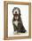 Blue Bearded Collie Puppy, 3 Months, Yawning-Mark Taylor-Framed Premier Image Canvas