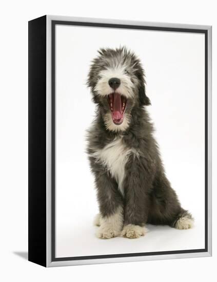 Blue Bearded Collie Puppy, 3 Months, Yawning-Mark Taylor-Framed Premier Image Canvas