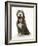 Blue Bearded Collie Puppy, 3 Months, Yawning-Mark Taylor-Framed Photographic Print